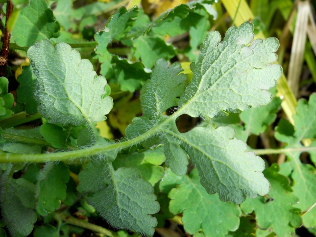 Chelidonium majus